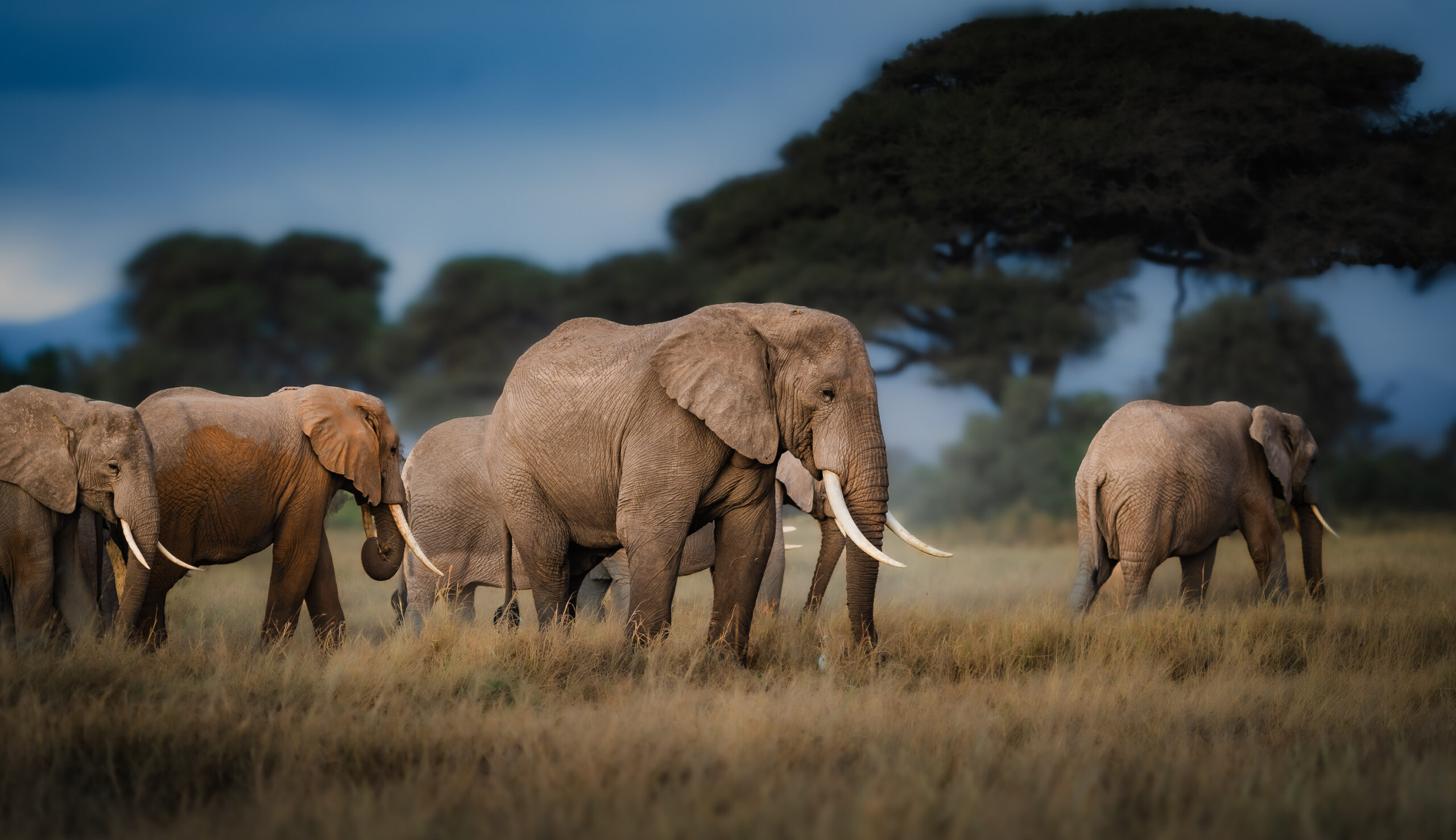 Agoro Lieye - Image 3