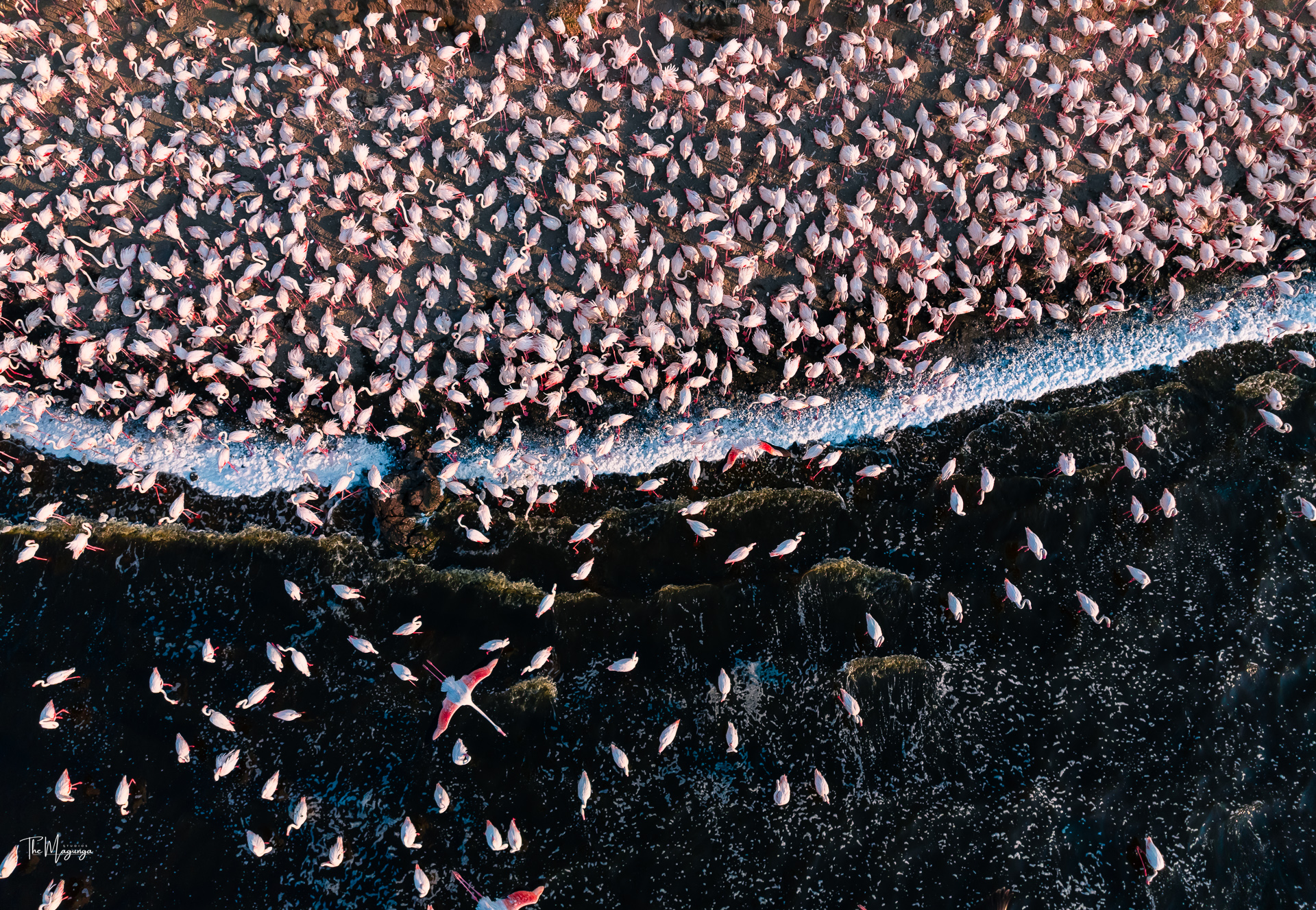 Flamboyance - Image 4