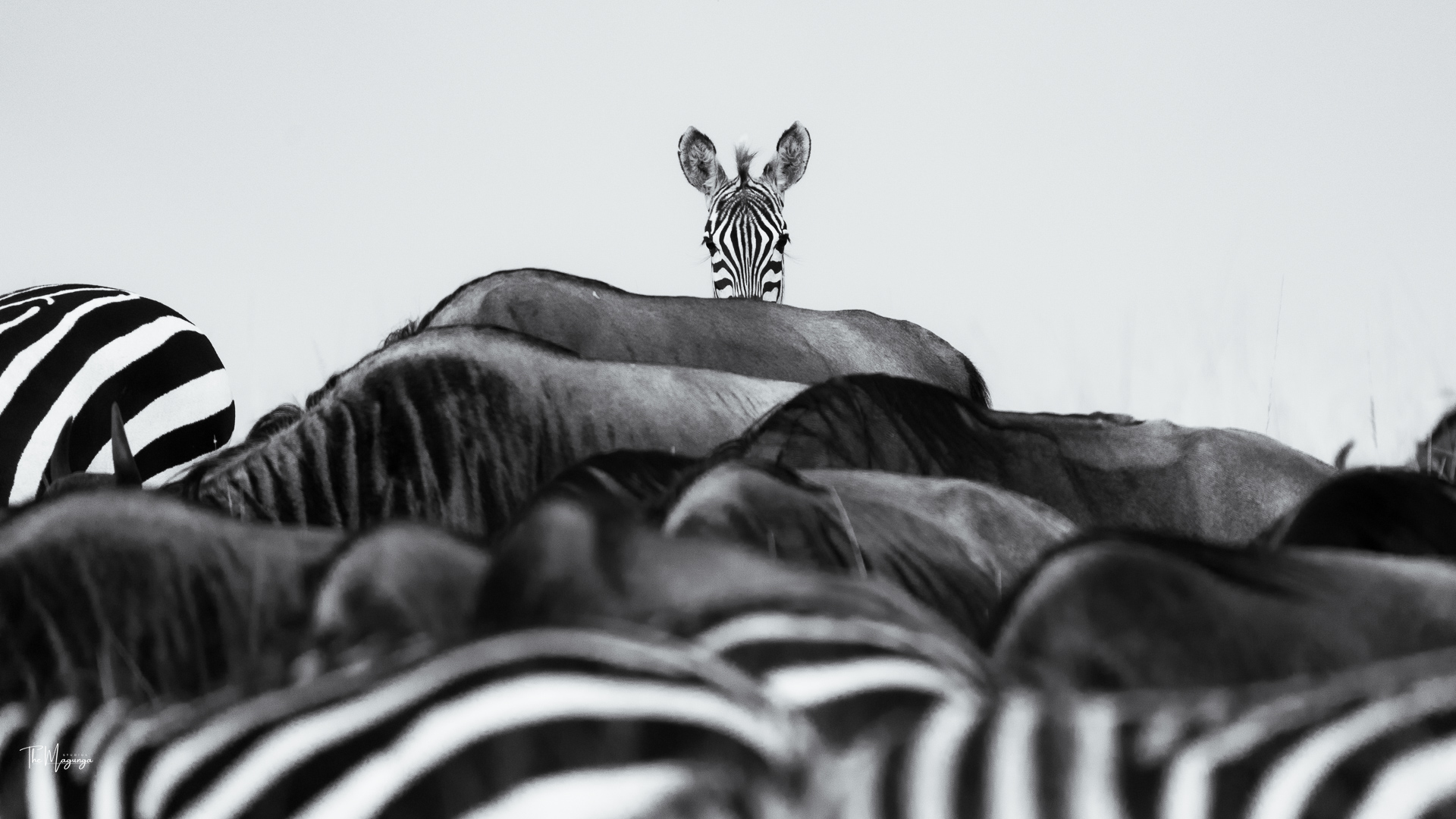 Punda Milia - Image 2