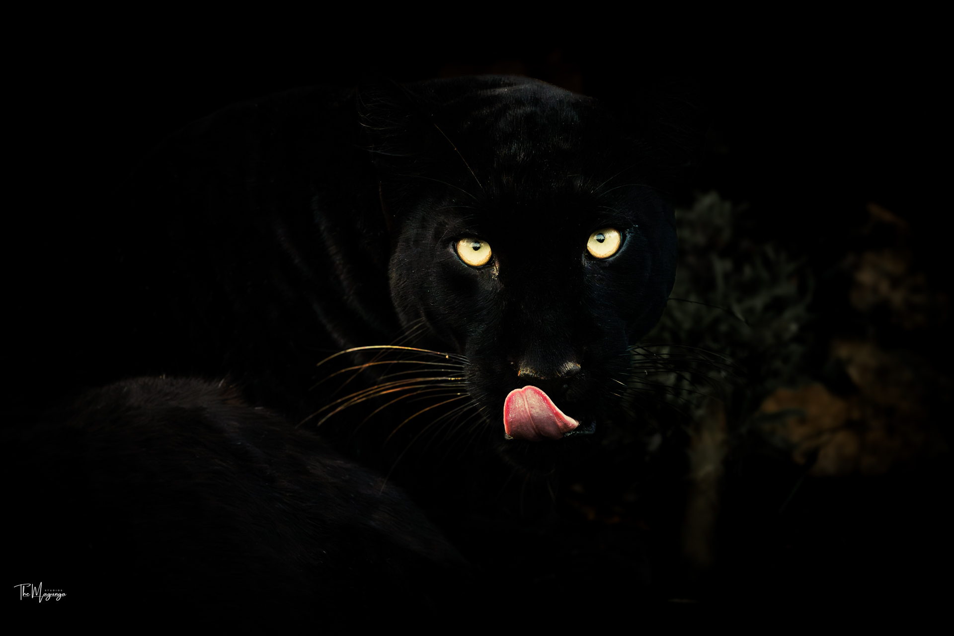 Black Panther - Image 3